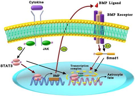 Frontiers The Cross Talks Among Bone Morphogenetic Protein Bmp