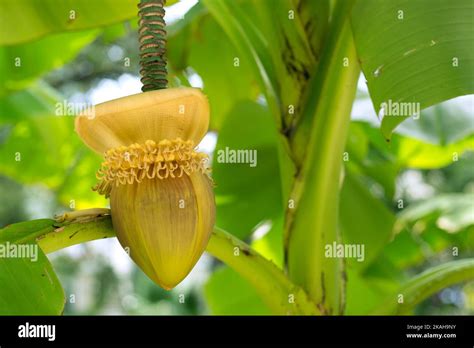 Musa Basjoo Banana Tree Hi Res Stock Photography And Images Alamy