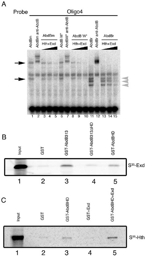 Direct Abd B Homeodomain Binding To The Exd Hth Complex A Emsa