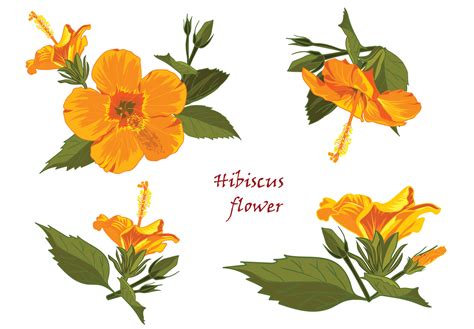 Set Of Yellow Hibiscus Flowers In Realistic Hand Drawn Style Isolated