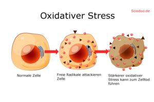 Oxidativer Stress Bedeutung Symptome Ursachen Auswirkungen