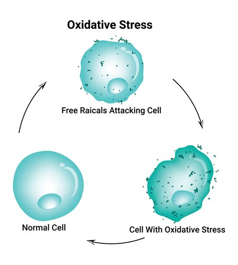 Oxidative Stress Diagram Vector Illustration Design 28014691 Vector Art