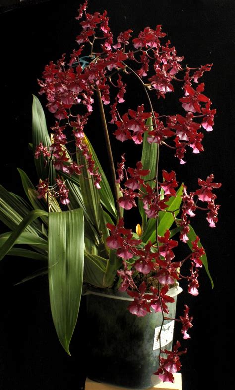 Oncidium Sharry Baby Sweet Fragrance Cultivated In SGK Flickr