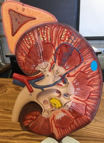 Urinary System Flashcards Quizlet