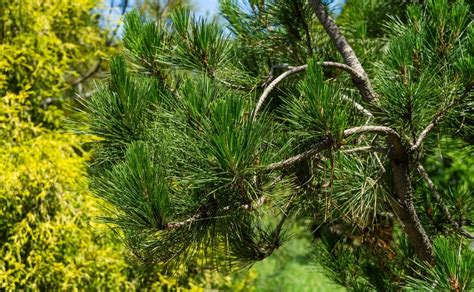 Types Of Pine Trees In California With Pictures House Grail