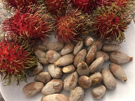 Rambutan Fruit Seeds Etsy