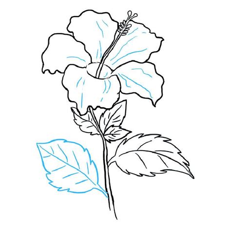 Easy Hibiscus Drawing Ideas Draw A Hibiscus