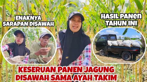 Keseruan Panen Jagung Disawah Sama Ayah Takimsarapan Berdua Di Sawah