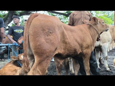 Pedet Jantan Juta Nego Limousin Super Harga Murah Pasar Kerek