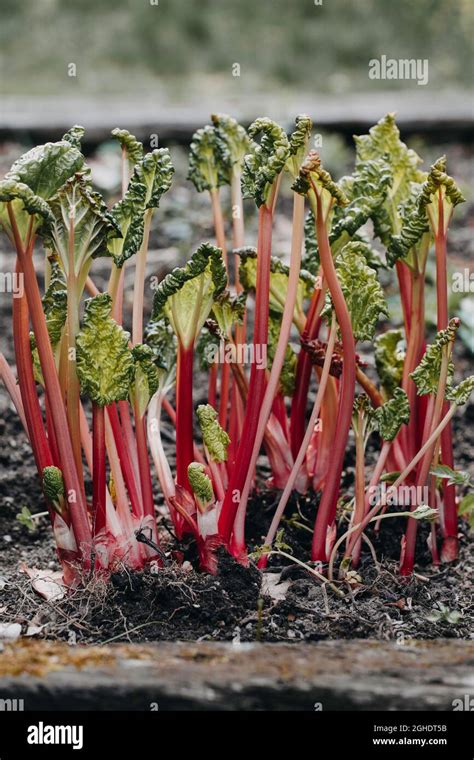 Uncovered Forced Rhubarb Stock Photo Alamy