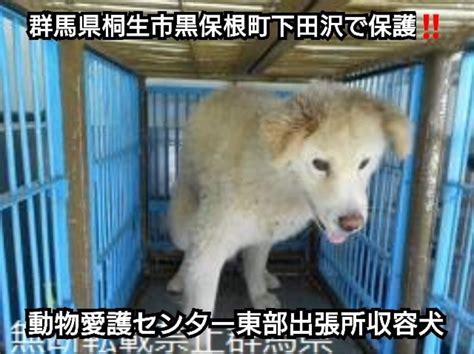 大タコちゃん🐙 On Twitter Rt Takotakoalha 保管事務所 群馬県動物愛護センター（東部出張所） 🆘 🔵 保管