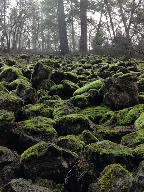 Gratis Afbeeldingen Landschap Boom Bos Rots Wildernis Fabriek