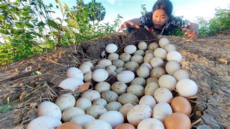 Top Video Fishing Pick A Lots Of Duck Eggs In Underground At Field