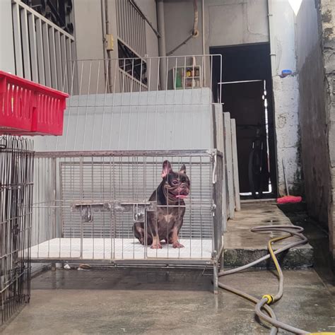 Secret Harbor Kennel | Angeles City