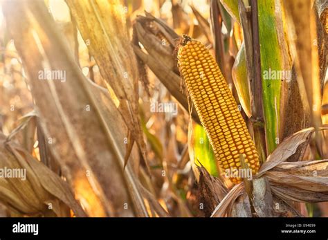 Ripe Maize Corn On The Cob In Cultivated Agricultural Field Ready For