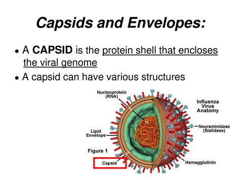 Notes Ch 19 The Genetics Of Viruses Ppt Download