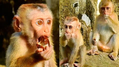 Best Video Ever Cute Baby Monkey Lucie Eating Fruit And Share With