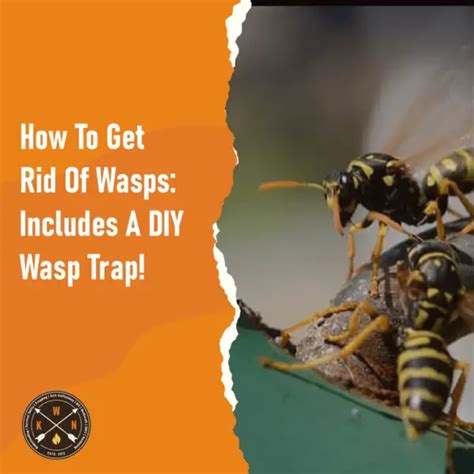 How To Get Rid Of Wasps Includes A Diy Wasp Trap