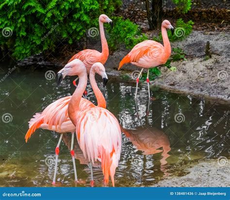 Group Of Chilean Flamingos Together Tropical Birds From America Stock