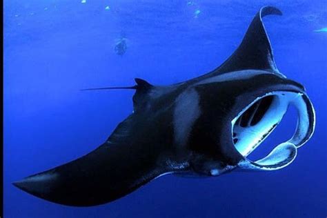 manta ray night snorkel mauna kea - womeldorff-kishaba99