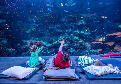 Georgia Aquarium Sleepover | Traveling Homeschoolers