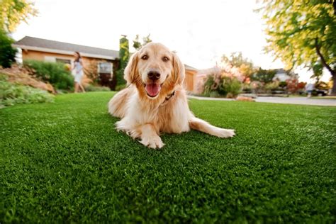 Cómo elegir el césped artificial adecuado para mi jardín Hispagrass