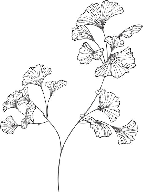 Premium Vector Vector Gingko Leaves Line Art Beautiful Botanical