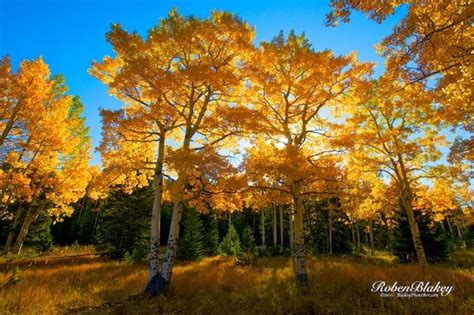 Autumn Aspens Near Squaw Pass Photo Contest Outdoor Photographer Nature