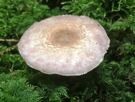 Agaricus Dulcidulus Rosy Wood Mushroom