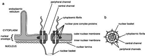 The nuclear pore complex. A typical nuclear pore complex is shown (a ...