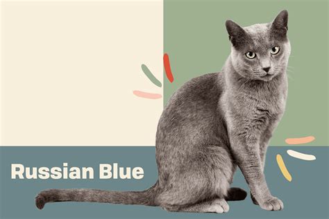 Are Russian Blue Cats Good With Kids And Dogs