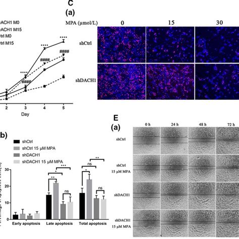 Suppression Of Dach Promotes Proliferation Migration And Induces Mpa