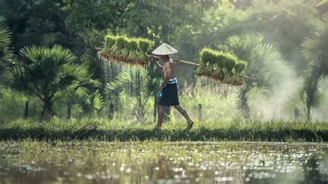 Cultuurstelsel Adalah Tanam Paksa Ini Tujuan Dan Dampaknya Bagi Petani