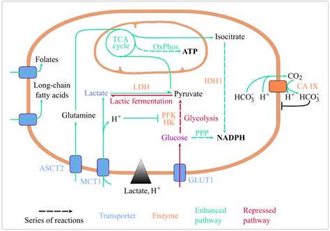 Lactic Acidosis Rewires Energy Metabolism And Maintains Cellular Download Scientific Diagram