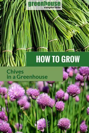 How To Grow Chives In A Greenhouse Greenhouse Emporium