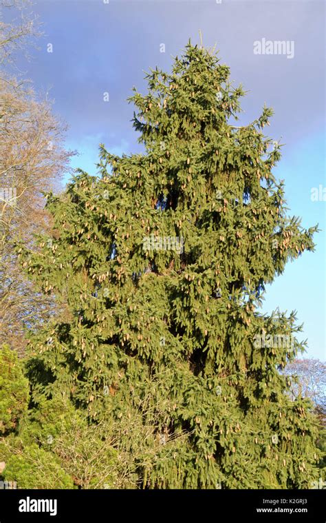 Common Spruce Picea Abies Acrocona Stock Photo Alamy