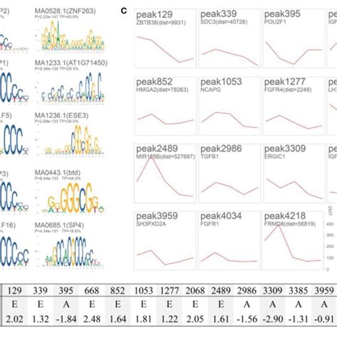 Motif Enrichment Analysis And Validation Of 15 Putative Enhancers