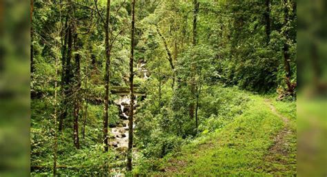 Some Forest Regions In North Bengal To Remain Open To Tourists This