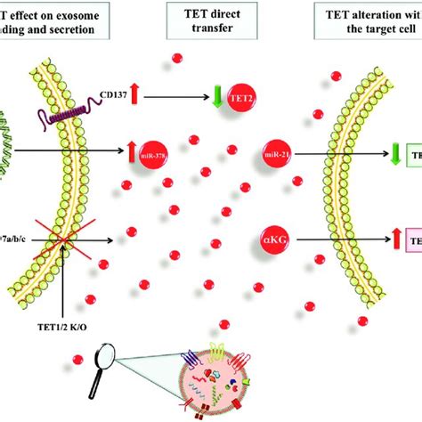 Representation Of Exosome Mediated Pathways Through Which Tet Are