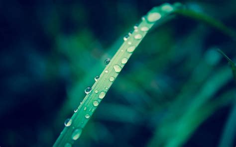 Grass Growth Green Color Close Up No People Water Dew Beauty In