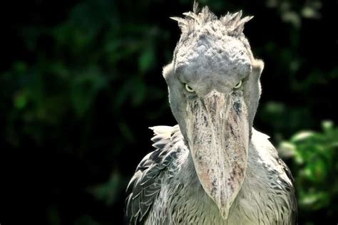 Shoebill Stork A Z Animals