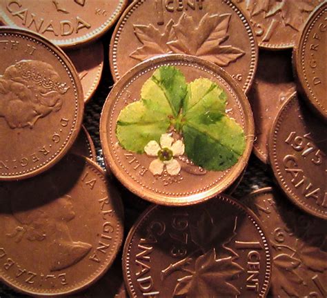 4 Leaf Clover Dried Flower Lucky Penny Canadian One Cent Etsy