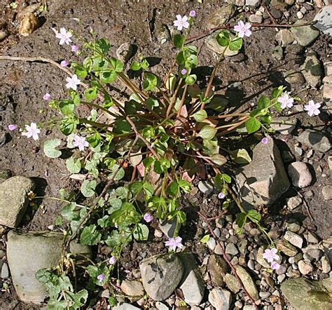 Pink Purslane Claytonia Sibirica Identification Guide