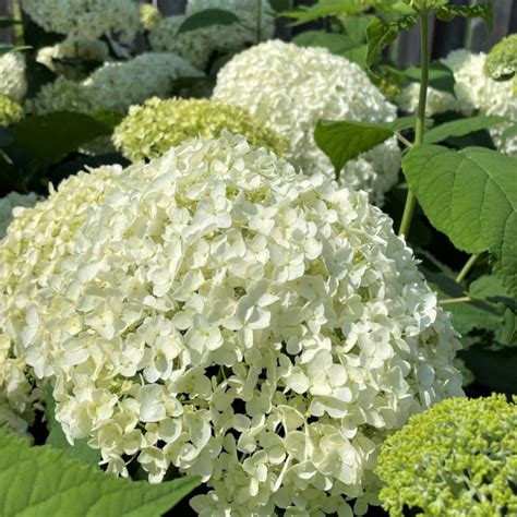 Annabelle Hydrangea