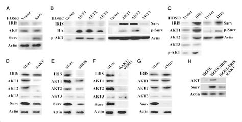 Ectopic Expression Of BRCA1 IRIS In HOSE Cells Promotes AKT And