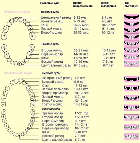 Схема Роста Зубов У Детей Фото Картинки фотографии