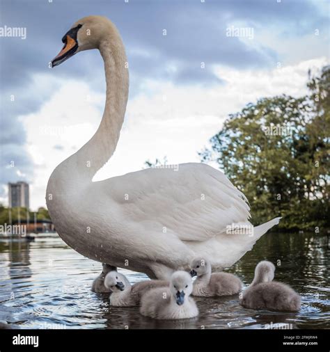 Portrait Of A Pen Mute Swan With Her Cygnets A Lake In Hyde Park