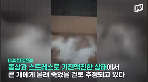 최근 러시아 국민들이 분노한 사건 유머움짤이슈 에펨코리아