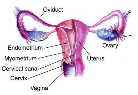 E4 Female Reproductive System Flashcards Quizlet