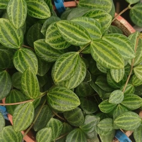 Peperomia Quadrangularis Comprar En Vivero Mario